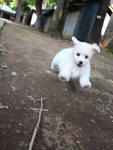 ビションフリーゼこいぬ情報フントヒュッテビションこいぬ画像子犬の社会化ショップビションフリーゼチャンピオン犬血統東京ビションメス関東かわいいビションおとこのこ文京区出産情報性格ビション家族募集中_317.jpg