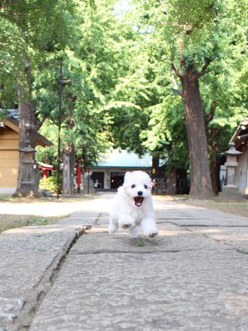 ビションフリーゼこいぬ情報フントヒュッテビションこいぬ画像子犬の社会化ショップビションフリーゼチャンピオン犬血統東京ビションメス関東かわいいビションおとこのこ文京区出産情報性格ビション家族募集中_319.jpg