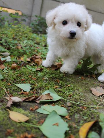 ビションフリーゼこいぬ情報フントヒュッテビションこいぬ画像子犬の社会化ショップビションフリーゼチャンピオン犬血統東京ビションメス関東かわいいビションおとこのこ文京区出産情報性格ビション家族募集中_326.jpg