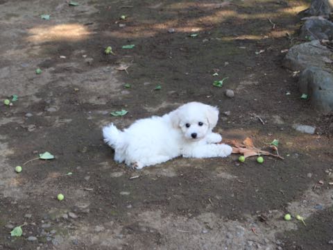 ビションフリーゼこいぬ情報フントヒュッテビションこいぬ画像子犬の社会化ショップビションフリーゼチャンピオン犬血統東京ビションメス関東かわいいビションおとこのこ文京区出産情報性格ビション家族募集中_337.jpg