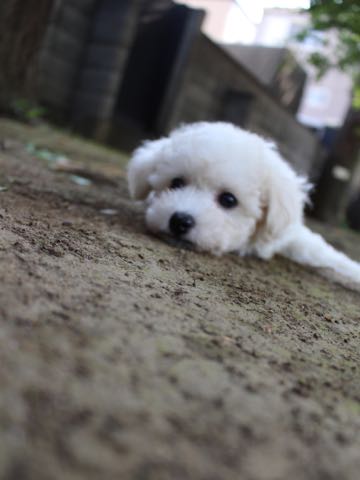 ビションフリーゼこいぬ情報フントヒュッテビションこいぬ画像子犬の社会化ショップビションフリーゼチャンピオン犬血統東京ビションメス関東かわいいビションおとこのこ文京区出産情報性格ビション家族募集中_338.jpg