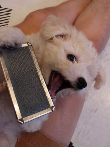 ビションフリーゼこいぬ情報フントヒュッテビションこいぬ画像子犬の社会化ショップビションフリーゼチャンピオン犬血統東京ビションメス関東かわいいビションおとこのこ文京区出産情報性格ビション家族募集中_350.jpg
