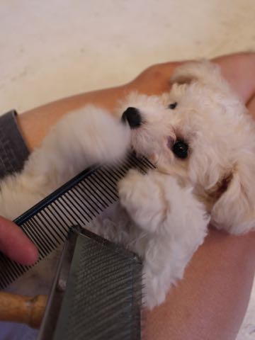 ビションフリーゼこいぬ情報フントヒュッテビションこいぬ画像子犬の社会化ショップビションフリーゼチャンピオン犬血統東京ビションメス関東かわいいビションおとこのこ文京区出産情報性格ビション家族募集中_351.jpg