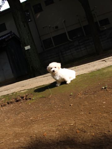 ビションフリーゼこいぬ情報フントヒュッテビションこいぬ画像子犬の社会化ショップビションフリーゼチャンピオン犬血統東京ビションメス関東かわいいビションおとこのこ文京区出産情報性格ビション家族募集中_369.jpg