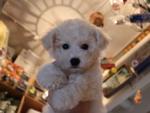 ビションフリーゼこいぬ情報フントヒュッテビションこいぬ画像子犬の社会化ショップビションフリーゼチャンピオン犬血統東京ビションメス関東かわいいビションおとこのこ文京区出産情報性格ビション家族募集中_373.jpg