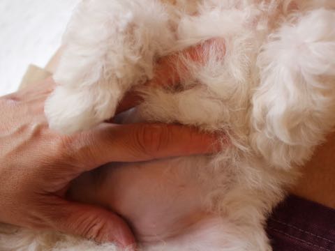 ビションフリーゼこいぬ情報フントヒュッテビションこいぬ画像子犬の社会化ショップビションフリーゼチャンピオン犬血統東京ビションメス関東かわいいビションおとこのこ文京区出産情報性格ビション家族募集中_378.jpg