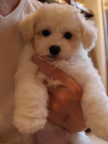 ビションフリーゼこいぬ情報フントヒュッテビションこいぬ画像子犬の社会化ショップビションフリーゼチャンピオン犬血統東京ビションメス関東かわいいビションおとこのこ文京区出産情報性格ビション家族募集中_384.jpg