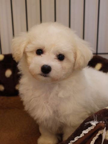 ビションフリーゼこいぬ情報フントヒュッテビションこいぬ画像子犬の社会化ショップビションフリーゼチャンピオン犬血統東京ビションメス関東かわいいビションおとこのこ文京区出産情報性格ビション家族募集中_386.jpg