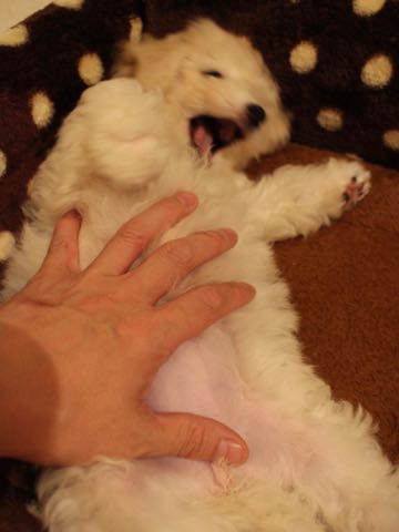 ビションフリーゼこいぬ情報フントヒュッテビションこいぬ画像子犬の社会化ショップビションフリーゼチャンピオン犬血統東京ビションメス関東かわいいビションおとこのこ文京区出産情報性格ビション家族募集中_390.jpg