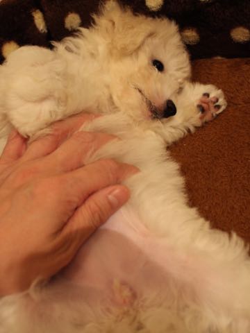 ビションフリーゼこいぬ情報フントヒュッテビションこいぬ画像子犬の社会化ショップビションフリーゼチャンピオン犬血統東京ビションメス関東かわいいビションおとこのこ文京区出産情報性格ビション家族募集中_391.jpg