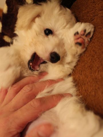ビションフリーゼこいぬ情報フントヒュッテビションこいぬ画像子犬の社会化ショップビションフリーゼチャンピオン犬血統東京ビションメス関東かわいいビションおとこのこ文京区出産情報性格ビション家族募集中_392.jpg