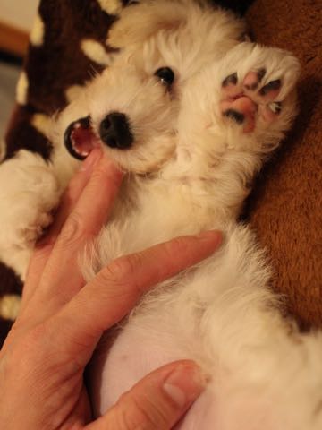 ビションフリーゼこいぬ情報フントヒュッテビションこいぬ画像子犬の社会化ショップビションフリーゼチャンピオン犬血統東京ビションメス関東かわいいビションおとこのこ文京区出産情報性格ビション家族募集中_393.jpg