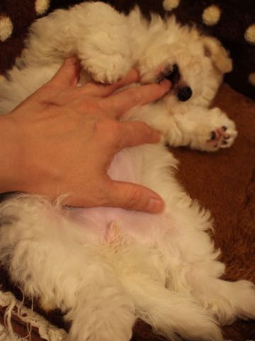 ビションフリーゼこいぬ情報フントヒュッテビションこいぬ画像子犬の社会化ショップビションフリーゼチャンピオン犬血統東京ビションメス関東かわいいビションおとこのこ文京区出産情報性格ビション家族募集中_394.jpg