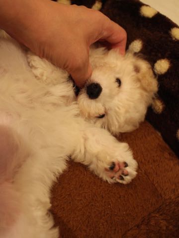 ビションフリーゼこいぬ情報フントヒュッテビションこいぬ画像子犬の社会化ショップビションフリーゼチャンピオン犬血統東京ビションメス関東かわいいビションおとこのこ文京区出産情報性格ビション家族募集中_395.jpg