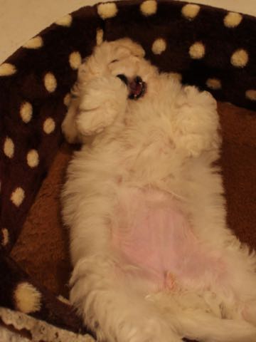 ビションフリーゼこいぬ情報フントヒュッテビションこいぬ画像子犬の社会化ショップビションフリーゼチャンピオン犬血統東京ビションメス関東かわいいビションおとこのこ文京区出産情報性格ビション家族募集中_396.jpg