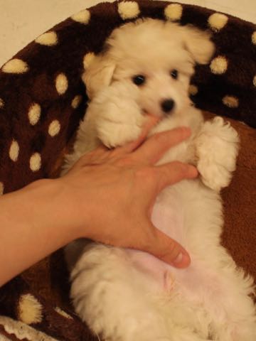 ビションフリーゼこいぬ情報フントヒュッテビションこいぬ画像子犬の社会化ショップビションフリーゼチャンピオン犬血統東京ビションメス関東かわいいビションおとこのこ文京区出産情報性格ビション家族募集中_397.jpg