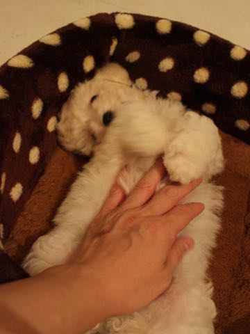 ビションフリーゼこいぬ情報フントヒュッテビションこいぬ画像子犬の社会化ショップビションフリーゼチャンピオン犬血統東京ビションメス関東かわいいビションおとこのこ文京区出産情報性格ビション家族募集中_399.jpg