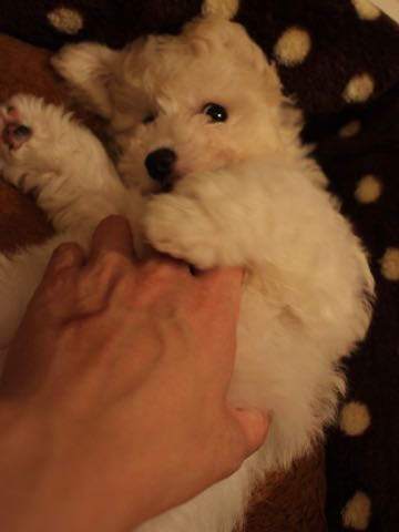 ビションフリーゼこいぬ情報フントヒュッテビションこいぬ画像子犬の社会化ショップビションフリーゼチャンピオン犬血統東京ビションメス関東かわいいビションおとこのこ文京区出産情報性格ビション家族募集中_400.jpg