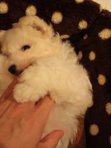 ビションフリーゼこいぬ情報フントヒュッテビションこいぬ画像子犬の社会化ショップビションフリーゼチャンピオン犬血統東京ビションメス関東かわいいビションおとこのこ文京区出産情報性格ビション家族募集中_401.jpg