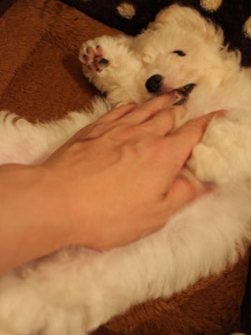 ビションフリーゼこいぬ情報フントヒュッテビションこいぬ画像子犬の社会化ショップビションフリーゼチャンピオン犬血統東京ビションメス関東かわいいビションおとこのこ文京区出産情報性格ビション家族募集中_402.jpg