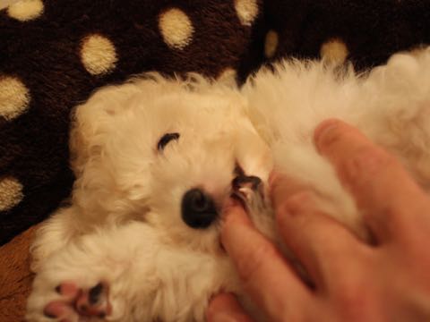 ビションフリーゼこいぬ情報フントヒュッテビションこいぬ画像子犬の社会化ショップビションフリーゼチャンピオン犬血統東京ビションメス関東かわいいビションおとこのこ文京区出産情報性格ビション家族募集中_403.jpg