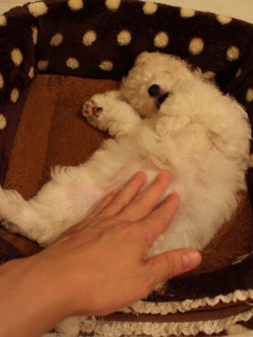 ビションフリーゼこいぬ情報フントヒュッテビションこいぬ画像子犬の社会化ショップビションフリーゼチャンピオン犬血統東京ビションメス関東かわいいビションおとこのこ文京区出産情報性格ビション家族募集中_404.jpg