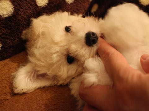 ビションフリーゼこいぬ情報フントヒュッテビションこいぬ画像子犬の社会化ショップビションフリーゼチャンピオン犬血統東京ビションメス関東かわいいビションおとこのこ文京区出産情報性格ビション家族募集中_405.jpg