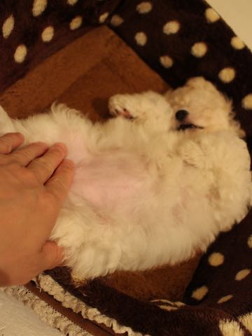 ビションフリーゼこいぬ情報フントヒュッテビションこいぬ画像子犬の社会化ショップビションフリーゼチャンピオン犬血統東京ビションメス関東かわいいビションおとこのこ文京区出産情報性格ビション家族募集中_406.jpg