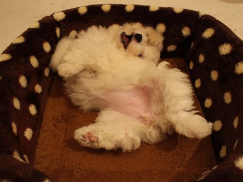 ビションフリーゼこいぬ情報フントヒュッテビションこいぬ画像子犬の社会化ショップビションフリーゼチャンピオン犬血統東京ビションメス関東かわいいビションおとこのこ文京区出産情報性格ビション家族募集中_407.jpg