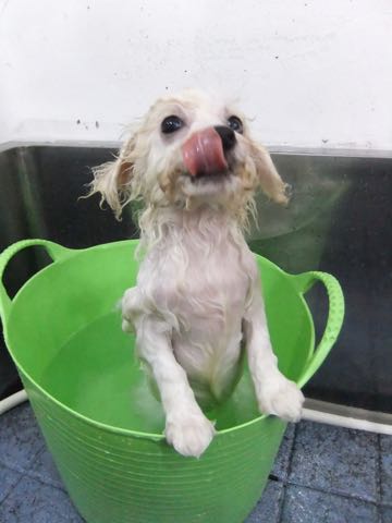 ビションフリーゼこいぬ情報フントヒュッテビションこいぬ画像子犬の社会化ショップビションフリーゼチャンピオン犬血統東京ビションメス関東かわいいビションおとこのこ文京区出産情報性格ビション家族募集中_419.jpg