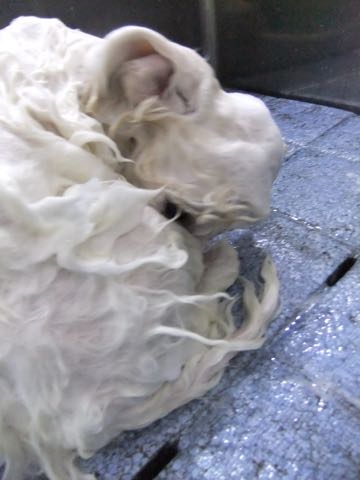 ビションフリーゼこいぬ情報フントヒュッテビションこいぬ画像子犬の社会化ショップビションフリーゼチャンピオン犬血統東京ビションメス関東かわいいビションおとこのこ文京区出産情報性格ビション家族募集中_421.jpg
