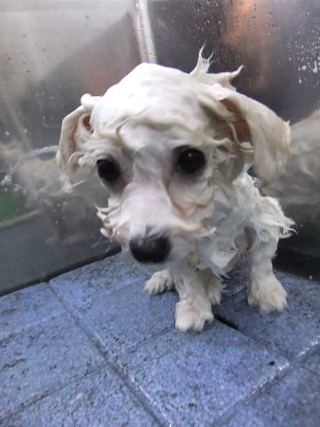 ビションフリーゼこいぬ情報フントヒュッテビションこいぬ画像子犬の社会化ショップビションフリーゼチャンピオン犬血統東京ビションメス関東かわいいビションおとこのこ文京区出産情報性格ビション家族募集中_422.jpg