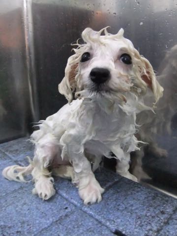 ビションフリーゼこいぬ情報フントヒュッテビションこいぬ画像子犬の社会化ショップビションフリーゼチャンピオン犬血統東京ビションメス関東かわいいビションおとこのこ文京区出産情報性格ビション家族募集中_423.jpg