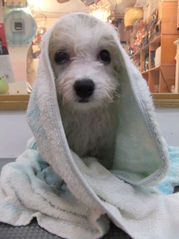 ビションフリーゼこいぬ情報フントヒュッテビションこいぬ画像子犬の社会化ショップビションフリーゼチャンピオン犬血統東京ビションメス関東かわいいビションおとこのこ文京区出産情報性格ビション家族募集中_425.jpg