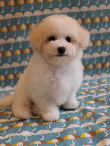 ビションフリーゼこいぬ情報フントヒュッテビションこいぬ画像子犬の社会化ショップビションフリーゼチャンピオン犬血統東京ビションメス関東かわいいビションおとこのこ文京区出産情報性格ビション家族募集中_426.jpg