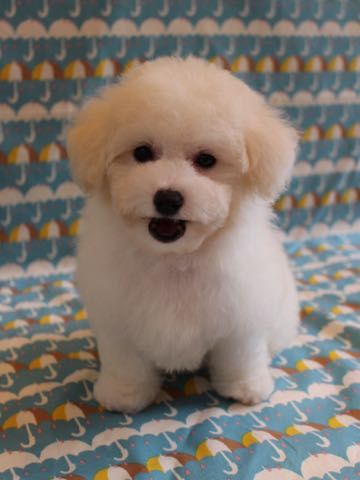ビションフリーゼこいぬ情報フントヒュッテビションこいぬ画像子犬の社会化ショップビションフリーゼチャンピオン犬血統東京ビションメス関東かわいいビションおとこのこ文京区出産情報性格ビション家族募集中_427.jpg