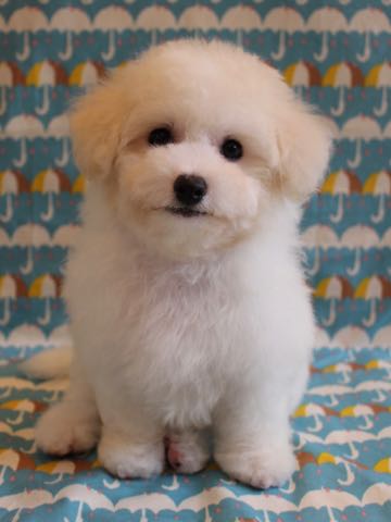 ビションフリーゼこいぬ情報フントヒュッテビションこいぬ画像子犬の社会化ショップビションフリーゼチャンピオン犬血統東京ビションメス関東かわいいビションおとこのこ文京区出産情報性格ビション家族募集中_429.jpg