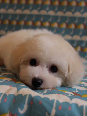 ビションフリーゼこいぬ情報フントヒュッテビションこいぬ画像子犬の社会化ショップビションフリーゼチャンピオン犬血統東京ビションメス関東かわいいビションおとこのこ文京区出産情報性格ビション家族募集中_430.jpg