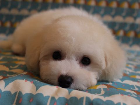 ビションフリーゼこいぬ情報フントヒュッテビションこいぬ画像子犬の社会化ショップビションフリーゼチャンピオン犬血統東京ビションメス関東かわいいビションおとこのこ文京区出産情報性格ビション家族募集中_431.jpg