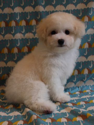 ビションフリーゼこいぬ情報フントヒュッテビションこいぬ画像子犬の社会化ショップビションフリーゼチャンピオン犬血統東京ビションメス関東かわいいビションおとこのこ文京区出産情報性格ビション家族募集中_432.jpg