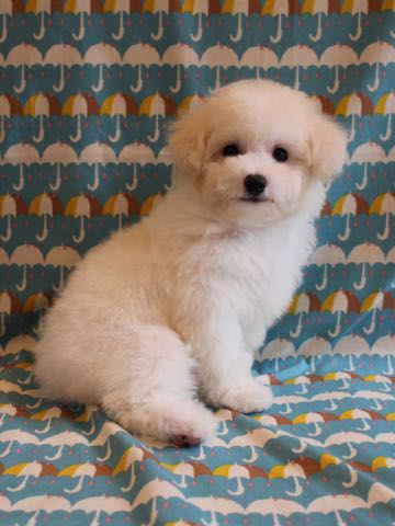 ビションフリーゼこいぬ情報フントヒュッテビションこいぬ画像子犬の社会化ショップビションフリーゼチャンピオン犬血統東京ビションメス関東かわいいビションおとこのこ文京区出産情報性格ビション家族募集中_433.jpg