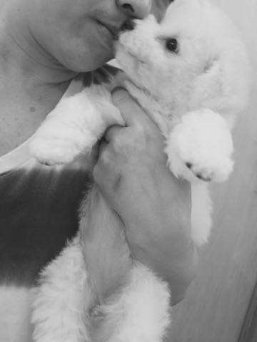 ビションフリーゼこいぬ情報フントヒュッテビションこいぬ画像子犬の社会化ショップビションフリーゼチャンピオン犬血統東京ビションメス関東かわいいビションおとこのこ文京区出産情報性格ビション家族募集中_450.jpg