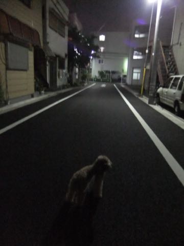 トイ・プードルトリミング文京区トイプードルテディベアカット都内トリミングサロン東京フントヒュッテ駒込トイプーカットスタイルテディベアカット画像_27.jpg