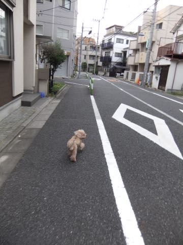 トイ・プードルトリミング文京区トイプードルテディベアカット都内トリミングサロン東京フントヒュッテ駒込トイプーカットスタイルテディベアカット画像_33.jpg
