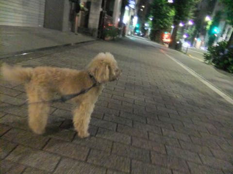 トイ・プードルトリミング文京区トイプードルテディベアカット都内トリミングサロン東京フントヒュッテ駒込トイプーカットスタイルテディベアカット画像_49.jpg