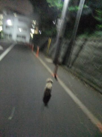 トイ・プードルトリミング文京区トイプードルテディベアカット都内トリミングサロン東京フントヒュッテ駒込トイプーカットスタイルテディベアカット画像_50.jpg