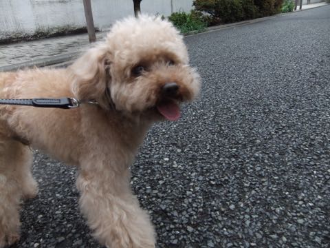 トイ・プードルトリミング文京区トイプードルテディベアカット都内トリミングサロン東京フントヒュッテ駒込トイプーカットスタイルテディベアカット画像_52.jpg