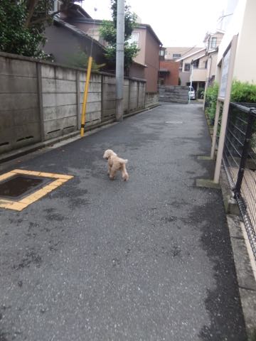 トイ・プードルトリミング文京区トイプードルテディベアカット都内トリミングサロン東京フントヒュッテ駒込トイプーカットスタイルテディベアカット画像_55.jpg