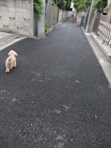 トイ・プードルトリミング文京区トイプードルテディベアカット都内トリミングサロン東京フントヒュッテ駒込トイプーカットスタイルテディベアカット画像_78.jpg