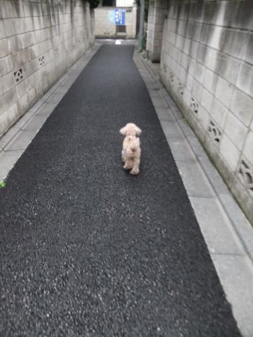 トイ・プードルトリミング文京区トイプードルテディベアカット都内トリミングサロン東京フントヒュッテ駒込トイプーカットスタイルテディベアカット画像_79.jpg